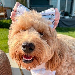 SNB Pawshop | Dog Hair Bow